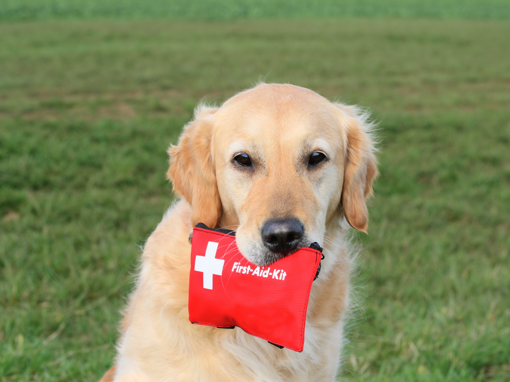 dog first aid kit camping