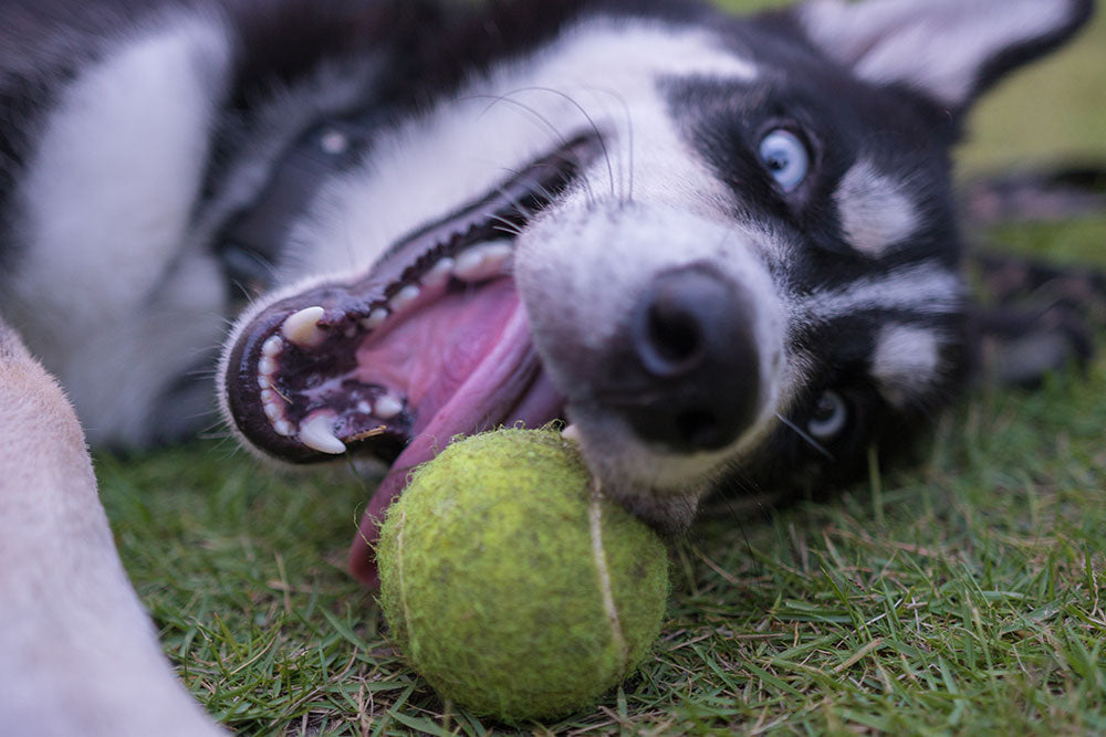 Siberian Husky Happy Playing With Ball Free of Allergies