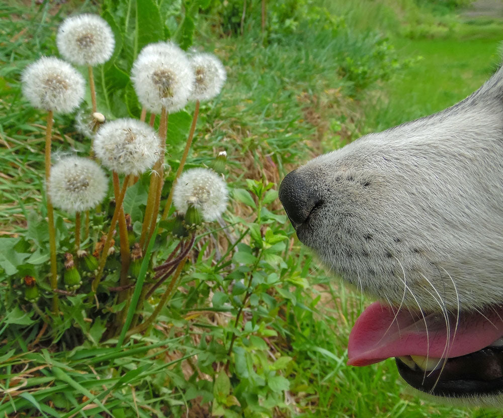 Husky Allergies with Pollen
