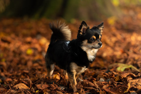 Facts about Fall Allergies in Dogs