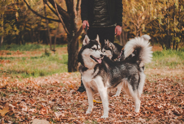 Symptoms and treatments of Fall Allergies in Dogs