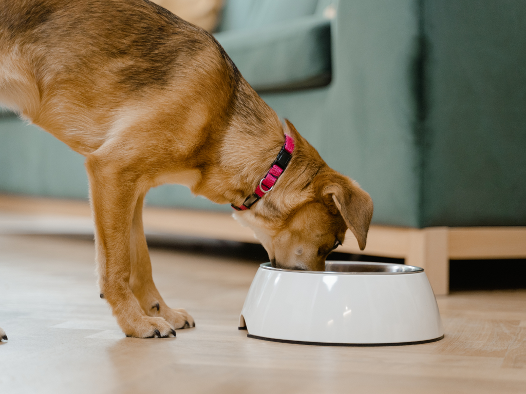 doag eating Regular Protein dog food