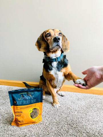 Training Dogs New Tricks With Jiminy's Training Treats