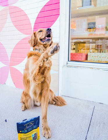 Golden retriever loves dog treats for training