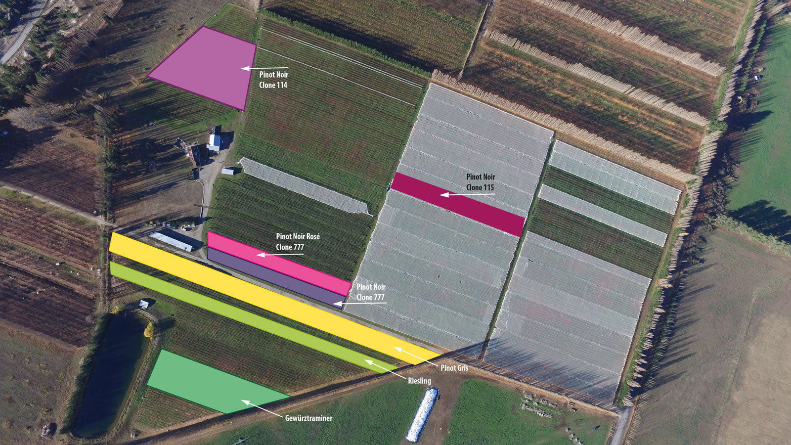 Three Miners grape locations