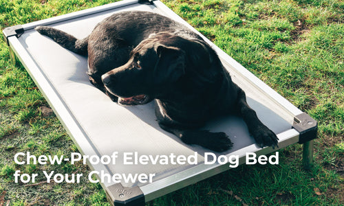chew-proof dog bed