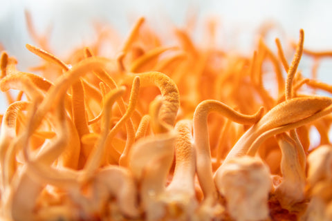 Cordyceps mushrooms in article about benefits of cordyceps mushrooms, cordyceps mushroom extracts