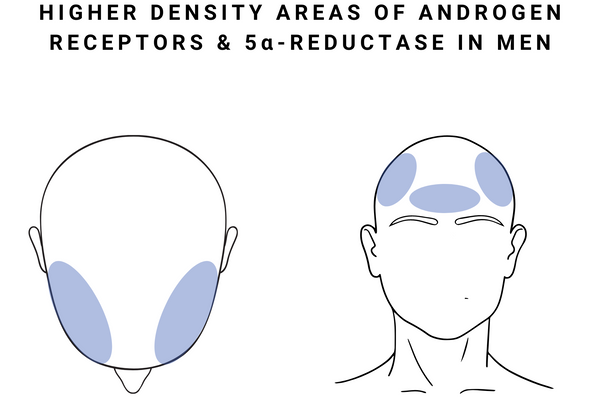 Does Testosterone Cause Hair Loss? – Revela