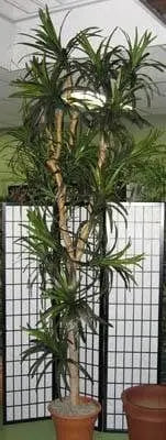 9 Foot Artificial Silk Dragon Tree Custom Made on Natural Wood