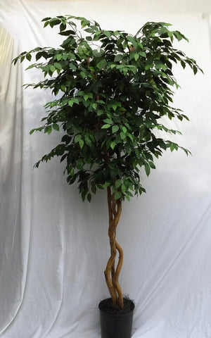 10 Foot Artificial Silk Ficus Tree Custom Made on Natural Wood with Green Leaves