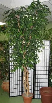 12 Foot Artificial Silk Ficus Tree Custom Made on Natural Wood with Green Leaves