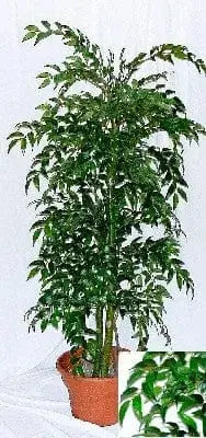 3 Foot Artificial Silk Smilax Tree Custom Made on Natural Wood Special