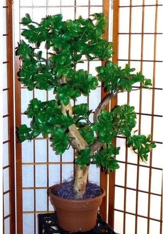 Artificial PVC Jade Plant