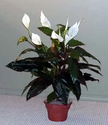 36 inch Artificial Silk Peace Lily Plant with Flowers