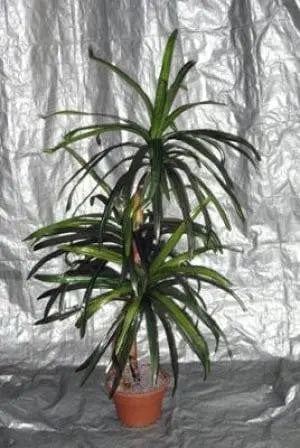 4 Foot Artificial Silk Dragon Tree Custom Made on Natural Wood