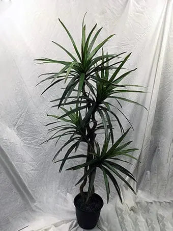 5 Foot Artificial Silk Dragon Tree Custom Made on Natural Wood