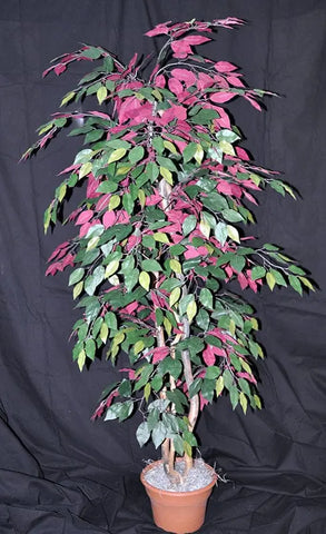 6 Foot Artificial Silk Ficus Bush Made on Wood with Green Red Leaves