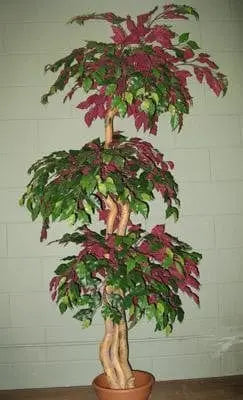 6 Foot Artificial Silk Fig Topiary Tree on Wood Green Red Leaves