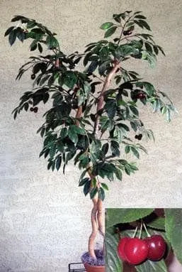 64 inch Artificial Silk Cherry Tree