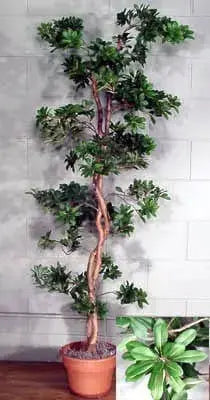 68 inch Artificial Silk Pittosporum Tree Custom Made on Curly Willow
