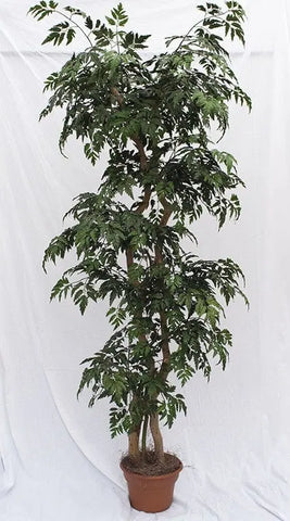 Artificial Silk Ming Aralia Tree