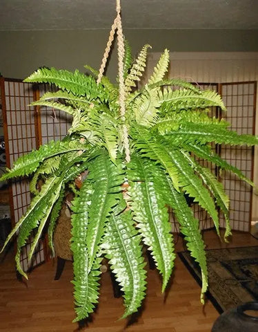 Artificial Silk Boston Fern in Hanging Wicker Basket