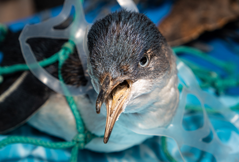 plastic soep zwerfafval dieren