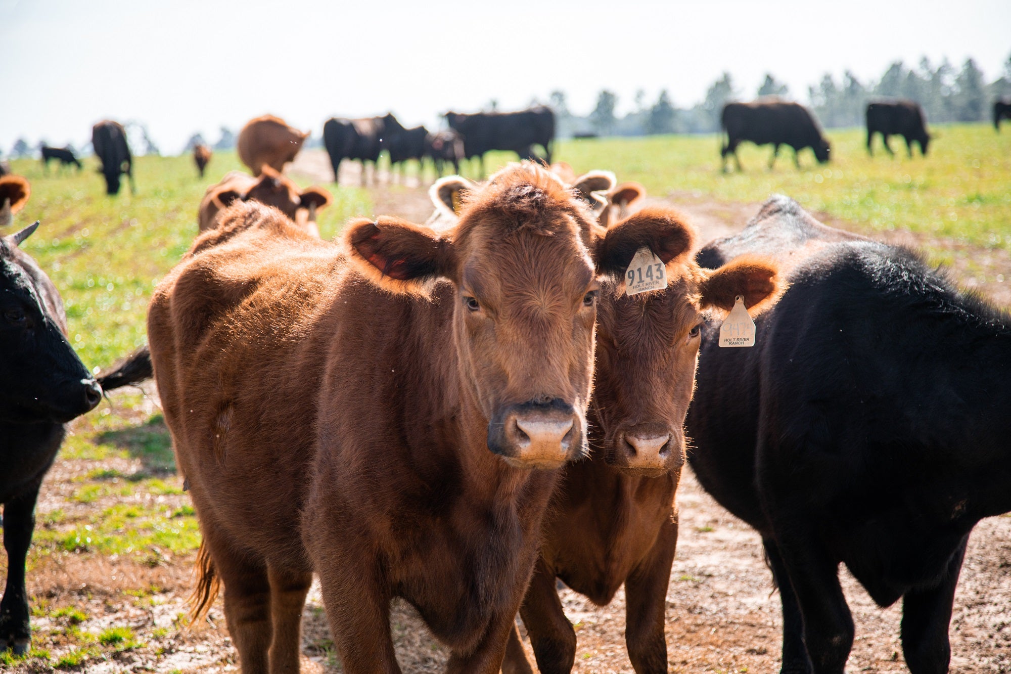 Rock House Farm Cattle