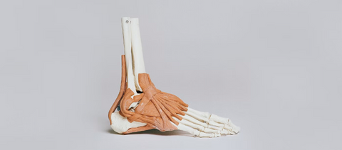 Body Science - Foot Structure