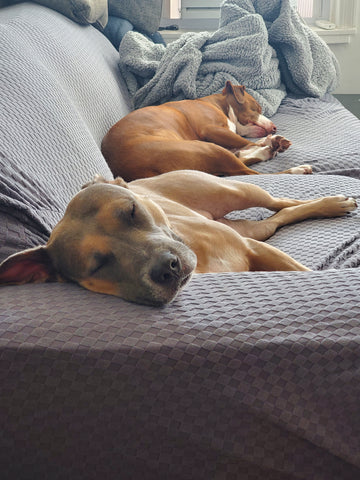 Ginger loves napping with friends!