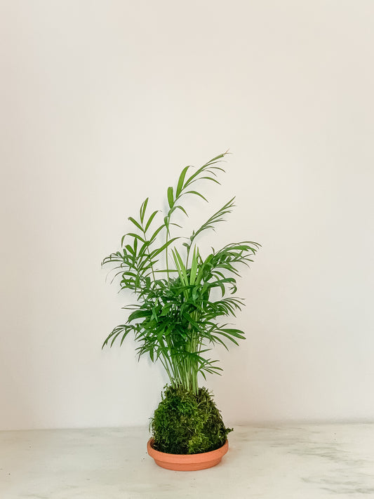 Mini Parlor Palm Kokedama Moss Ball, Japanese Living Art, a Spin