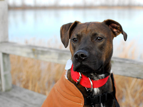 A dark brown dog wearing a red collar and tan coat sits in front of a lake, a stoic expression on his face