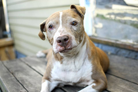 A brown and white pit bull lays on a wooden porch, looking directly at the camera