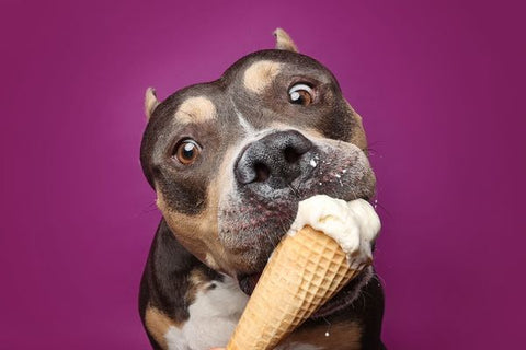 A tricolor american bully with cropped ears eats an ice cream cone