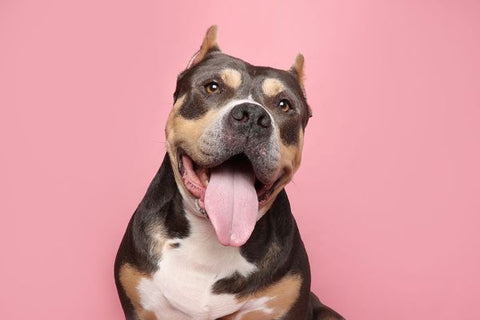 A tricolor american bully with cropped ears sits with a happy, open-mouthed expression in front of a pink background