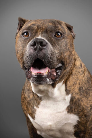 A brindle and white bully with closely cropped ears sits in front of a grey background