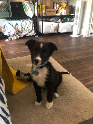 A puppy sits looking at the camera. The resolution is mediocre, but you can see the puppy's full body.