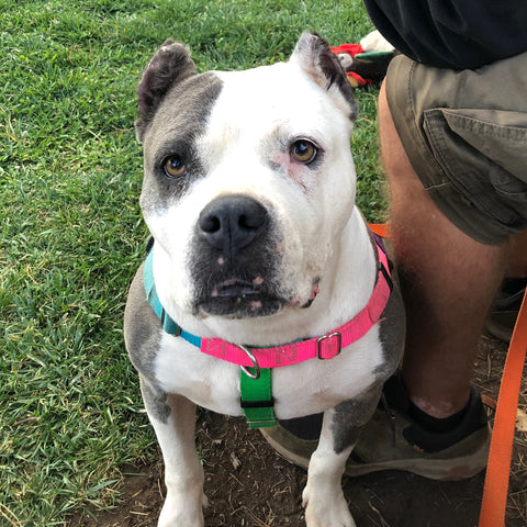 A white and grey american bully with cropped ears and big eyes looks up at the camera