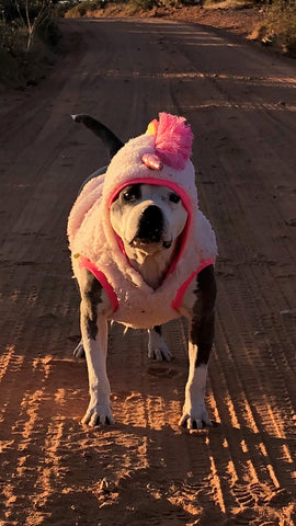 A dog in a unicorn costume stands looking at the camera. The resolution is poor.