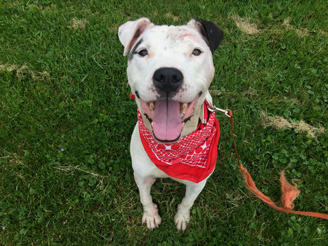 A black and white dog with scars on his face sits with an open mouth smile, wearing a red bandana