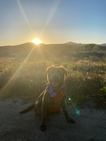 A dog sits looking at the camera. A bright sun in the background obscures his face.