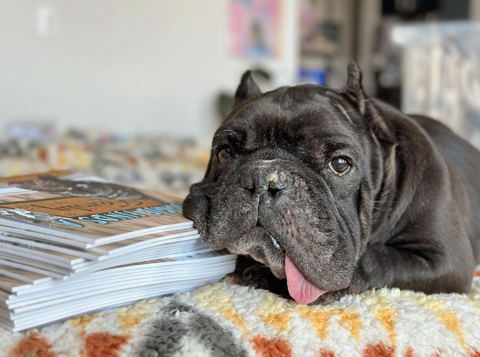 A black dog with a squishy face, tongue hanging out the side of his mouth, and cropped ears lays with his head on a stack of books