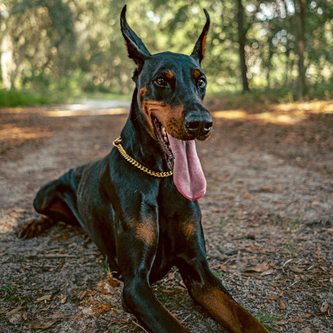 A black and tan doberman with long cropped ears lays on the ground with his mouth open