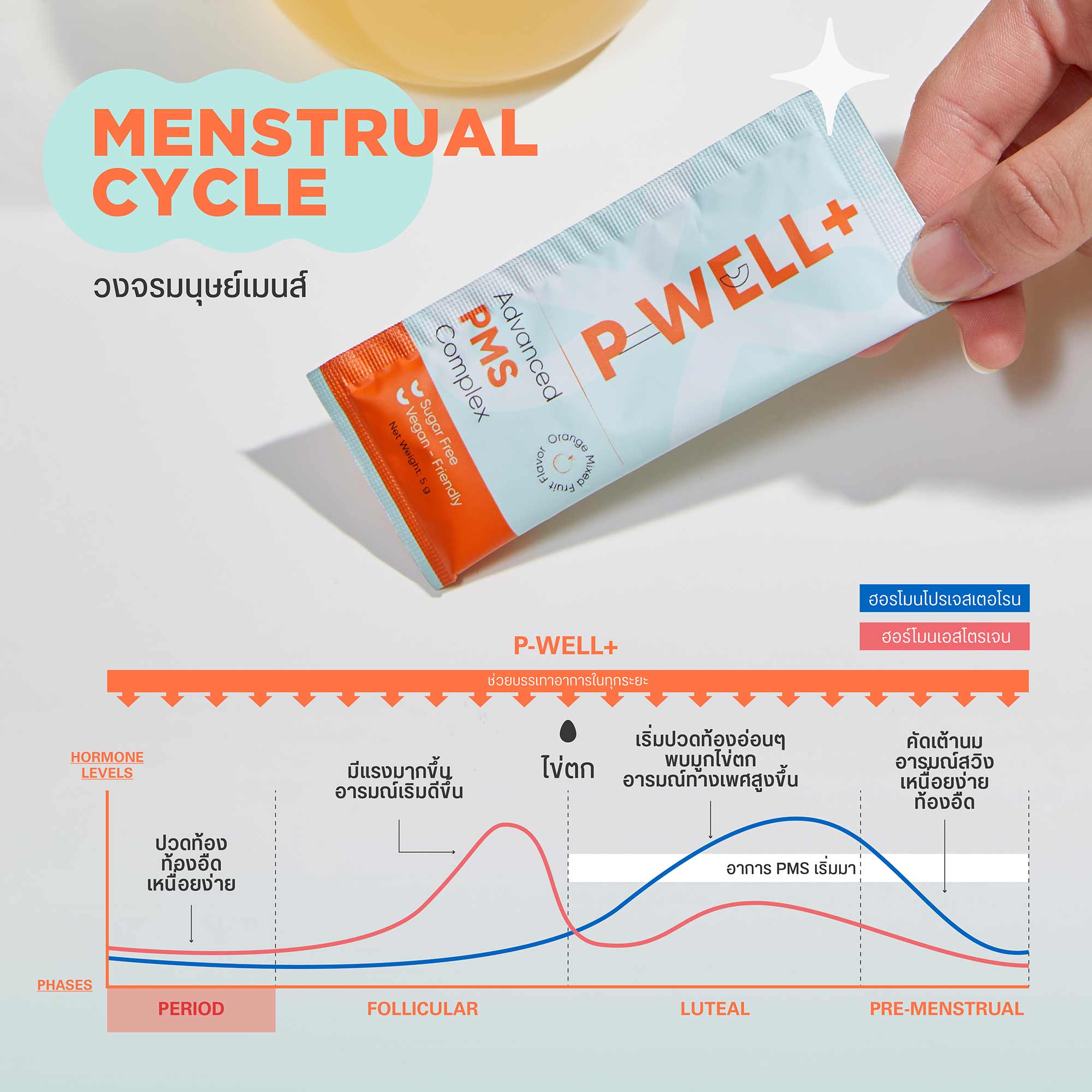 Menstrual Cycle ระยะประจำเดือน