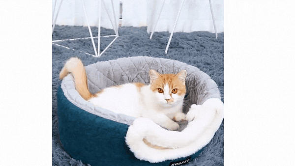 Lits pour chats d'intérieur - Pliable - Niche pour chat avec coussins  lavables - Lit pour chaton - Petit animal domestique - Niche pour chat