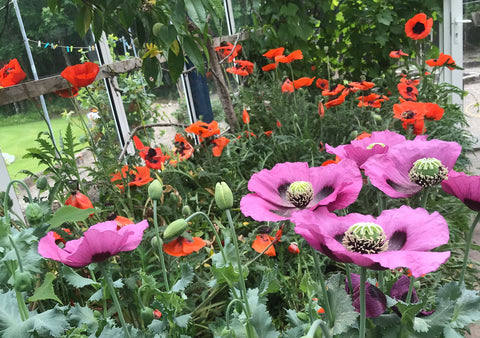 photograph of poppies flowering