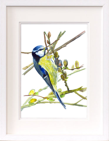 Framed watercolour of a blue tit eating willow buds