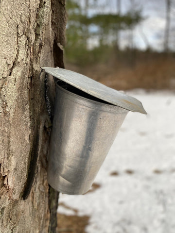 Collecting sap