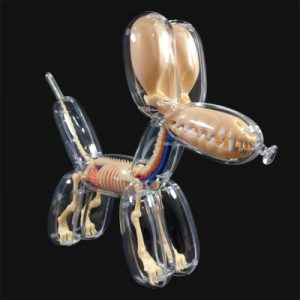 balloon_dog_anatomical_model_6518