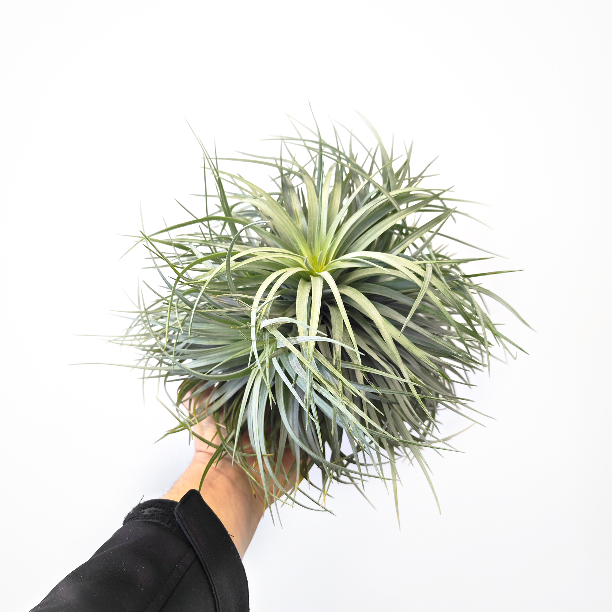 Tillandsia 'silver' - XL Pulk - Luftikus product image